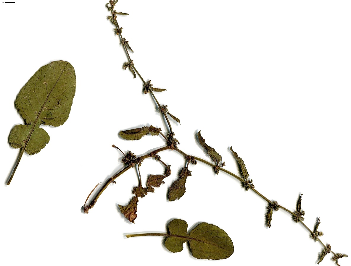 Rumex pulcher subsp. pulcher (Polygonaceae)